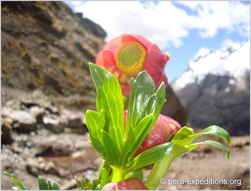 mountainbiking-huayhuash (8)